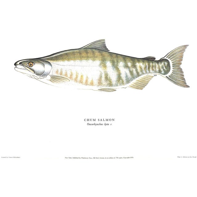 "Salmon of the World" 1970 Schwiebert, Ernest For Sale - Image 12 of 13
