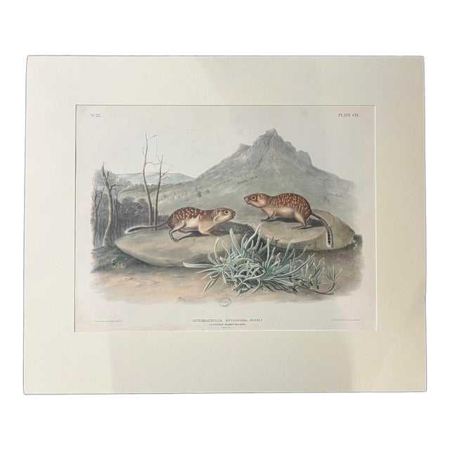 John James Audubon 1847 Spermophilus Spilosoma [Plate 109] Lithograph Print For Sale