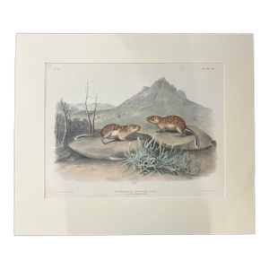 John James Audubon 1847 Spermophilus Spilosoma [Plate 109] Lithograph Print