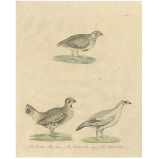 Karl Joseph Brodtmannm, Game Birds, 1816, Lithograph For Sale