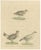 Karl Joseph Brodtmannm, Game Birds, 1816, Lithograph For Sale