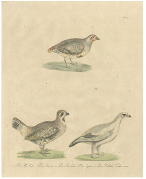 Karl Joseph Brodtmannm, Game Birds, 1816, Lithograph