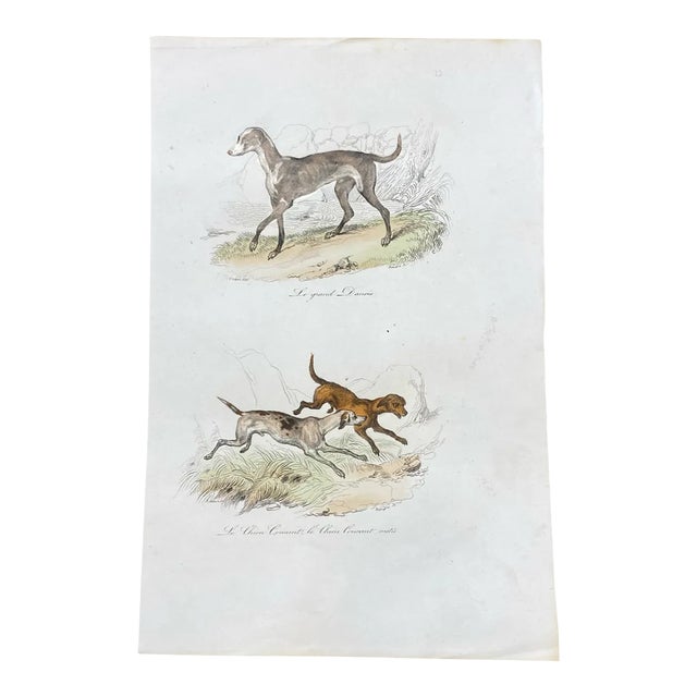 French Antique 18th Century "Le Grand Danois" Dog Engraving Hand Colored Signed Artwork For Sale