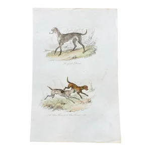 French Antique 18th Century "Le Grand Danois" Dog Engraving Hand Colored Signed Artwork