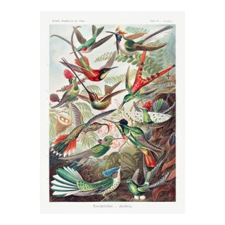 Hummingbirds Vintage Art Print Reproduction, Natural History Bird Artwork, 24" X 36" For Sale