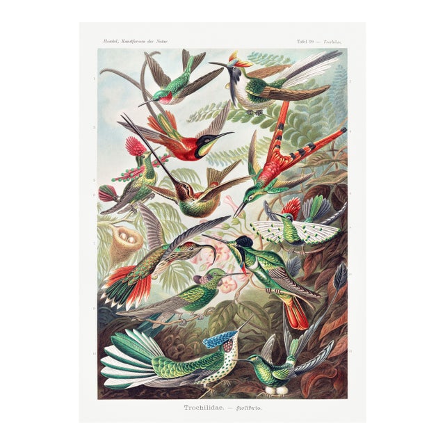 Hummingbirds Vintage Art Print Reproduction, Natural History Bird Artwork, 24" X 36" For Sale