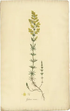 Curtis, Botany Illustration of Gallium Verum, 1817, Print