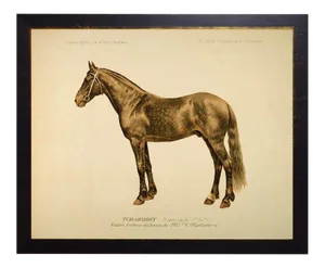 Country Print of Wally the Horse Bookplate - 18x14
