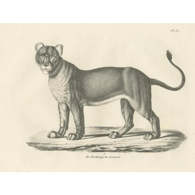 C.C. G. Zool., Barbary Lioness in a Powerful Standing Pose, 1836, Lithograph For Sale - Image 6 of 11