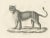 C.C. G. Zool., Barbary Lioness in a Powerful Standing Pose, 1836, Lithograph For Sale - Image 6 of 11