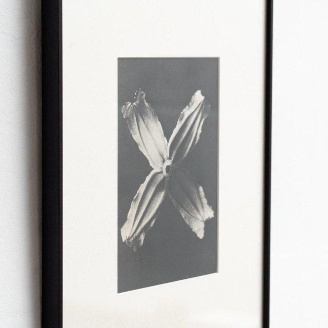 Karl Blossfeldt, Natural Grace, 1942, Photogravure, Framed For Sale - Image 6 of 13