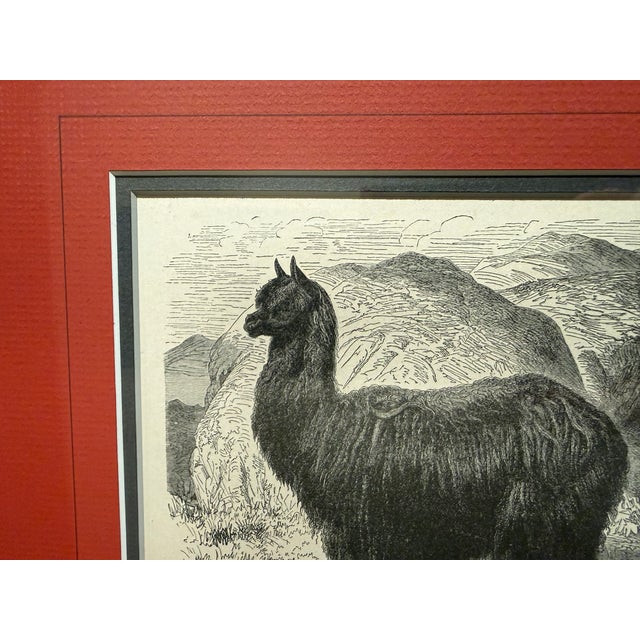Original late-19th-century wood engraving of an Alpaca (Auchenia paco), drawn by the celebrated German natural-history...