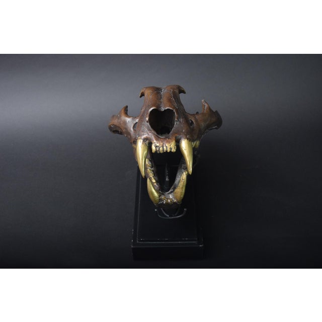 Big Cat Skull Sculpture on Black Display Stand, 1990s For Sale - Image 4 of 10