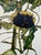 Egon Schiele (1890-1918), Sunflowers, 1917, Printed in Italy For Sale - Image 11 of 12