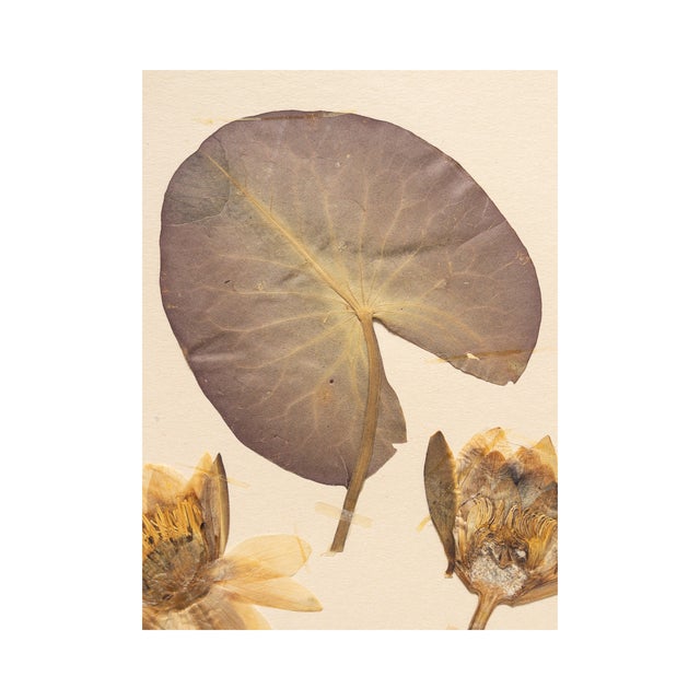 Vintage Swedish Herbarium - Water Lily, circa 1932