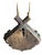 1900 - 1909 Roe Deer Trophy 177 Black Forest Antlers Mount For Sale - Image 5 of 5