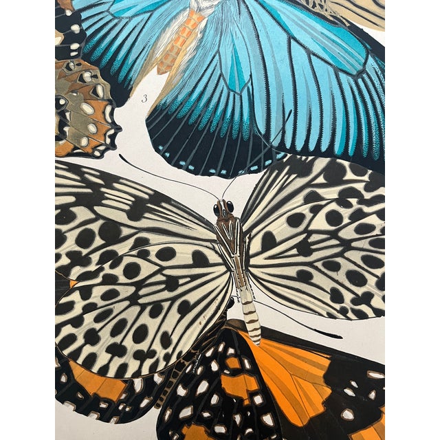 1920s 1920s Original E.A. Séguy Butterfly Print(s) From Papillons (No. 11) For Sale - Image 5 of 6