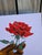 I painted A Rose for Trying as a personal reminder to celebrate self-appreciation and inner growth. Created as a diptych,...