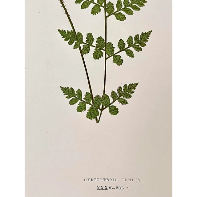 Antique Botanical Lithograph of a Fern Print by Edward J. Lowe London C.1867 For Sale In New York - Image 6 of 6