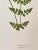 Antique Botanical Lithograph of a Fern Print by Edward J. Lowe London C.1867 For Sale In New York - Image 6 of 6