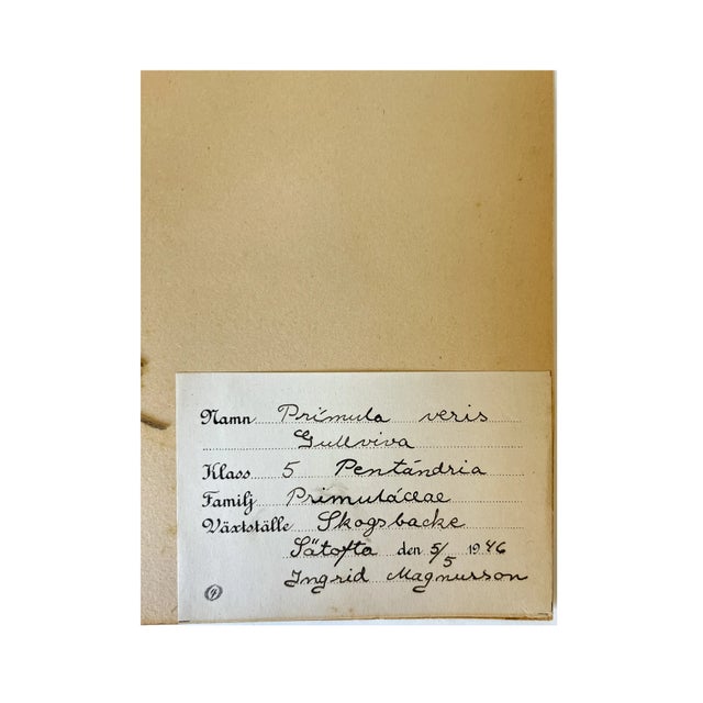 Rustic European Vintage Swedish Herbarium - Cowslip, Circa 1946 For Sale - Image 3 of 3