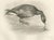 After Lilian Medland, Grey Goose Feeding, 1909, Print For Sale - Image 10 of 10