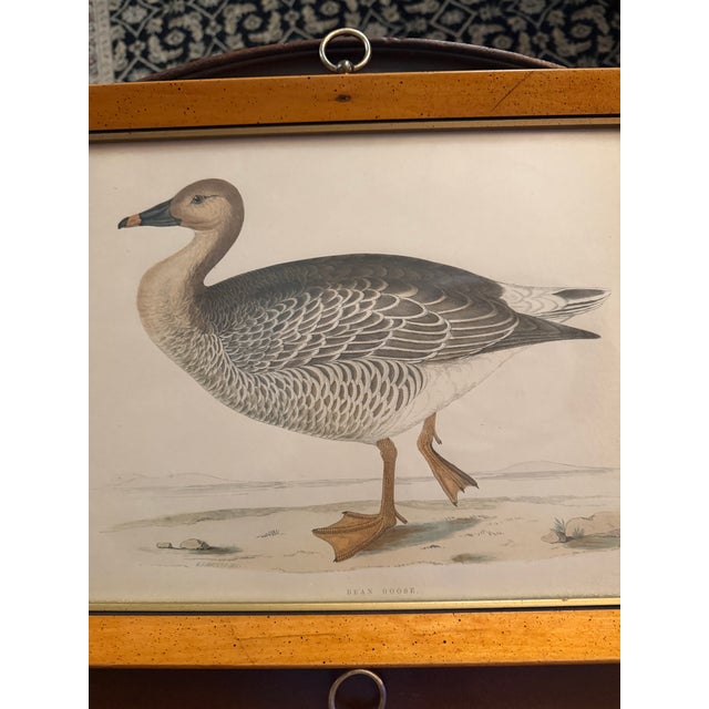 Antique Beverly Morris Original Bean Goose & Grey Lag Goose Framed Prints c.1855 - Set of 2 For Sale - Image 4 of 15