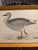 Antique Beverly Morris Original Bean Goose & Grey Lag Goose Framed Prints c.1855 - Set of 2 For Sale - Image 4 of 15