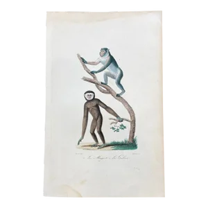 French Antique 18th Century "Le Magot" Monkey Animal Engraving Hand Colored Signed Artwork
