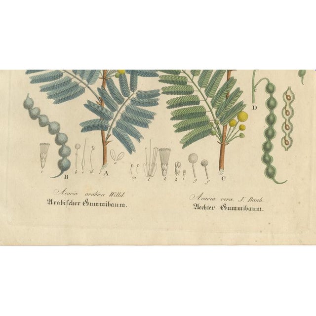 Acacia Arabica and Acacia Vera, 1800s, Paper For Sale - Image 5 of 10