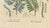 Acacia Arabica and Acacia Vera, 1800s, Paper For Sale - Image 5 of 10