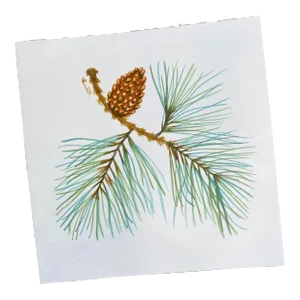 "Pitch Pine" Original Watercolor Botanical Painting