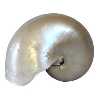 Pearlized Nautilus Shell For Sale