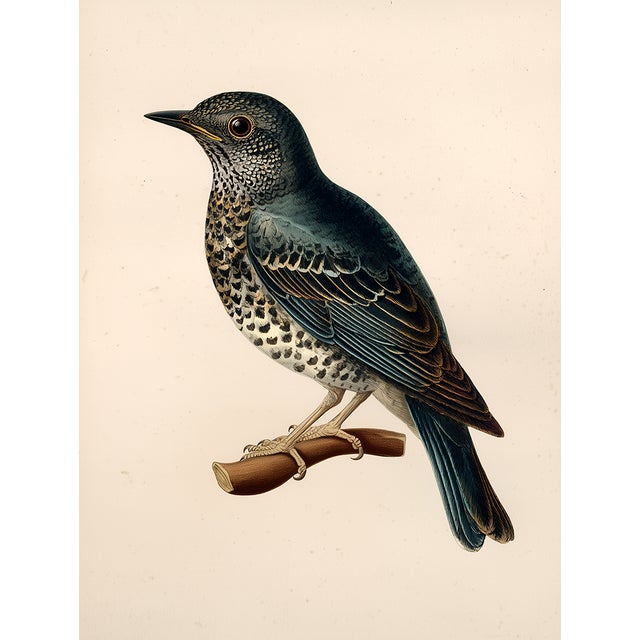 Paper 19th-Century Bird Illustrations — Fine Art Print Collection | Unframed For Sale - Image 7 of 17