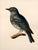 Paper 19th-Century Bird Illustrations — Fine Art Print Collection | Unframed For Sale - Image 7 of 17
