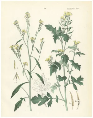 Calwer, Botanical Illustration of Wild Mustard and Charlock, 1854, Print