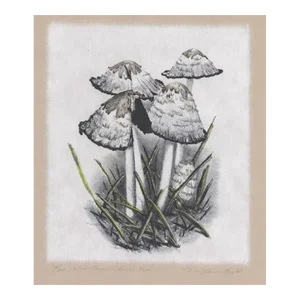 Mary Laur Mushroom Hand Colored Lithograph
