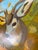 Expressionism “Buck Beauty” a Mule Deer by LWren Walraven For Sale - Image 3 of 10