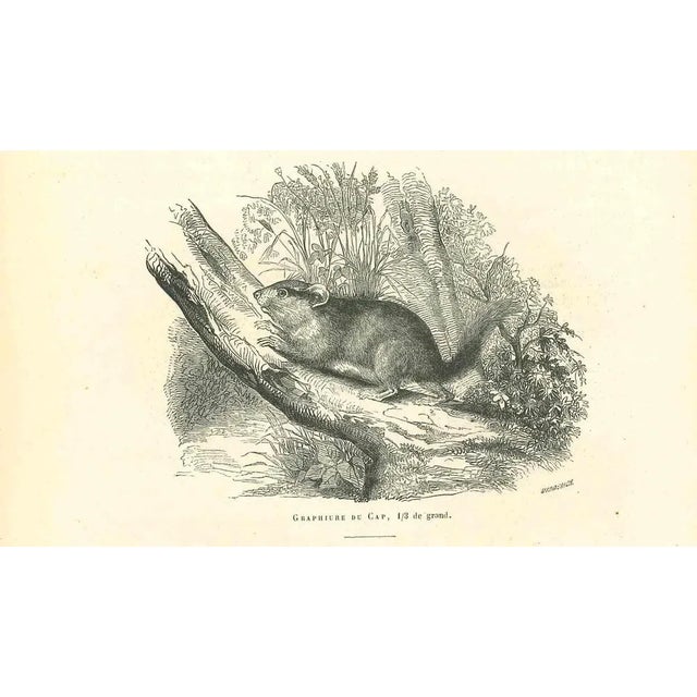 The Mouse is an original lithograph on ivory-colored paper, realized by Paul Gervais (1816-1879). The artwork is from The...