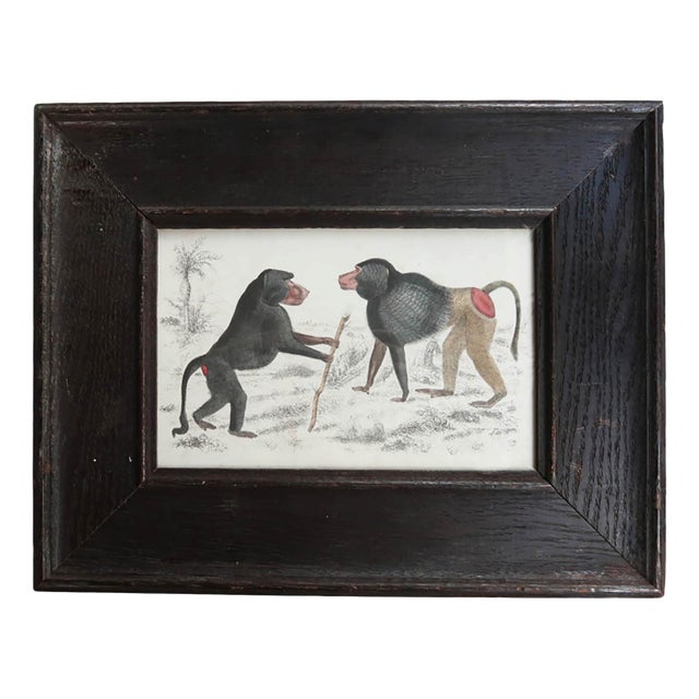 After Cpt.Brown, Baboons, 1847, Lithograph, Framed For Sale