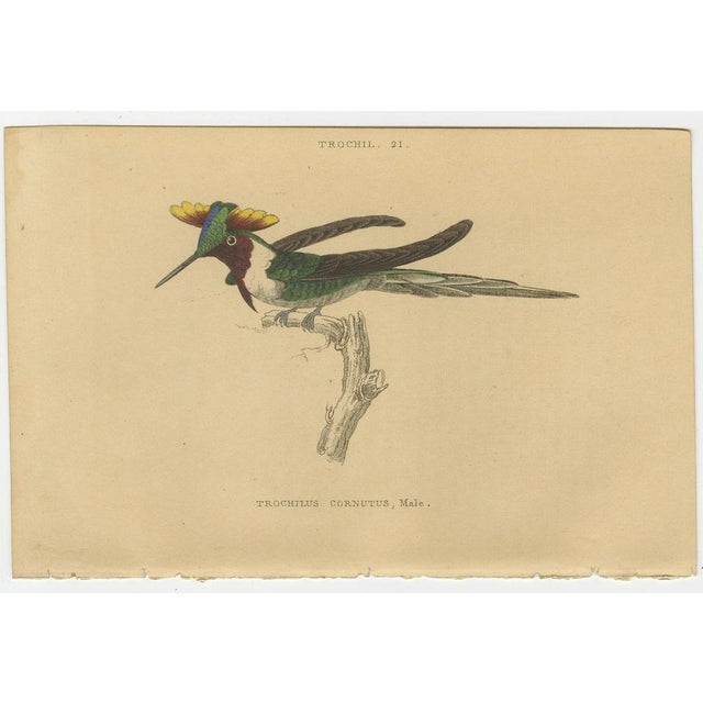 Jardine, Evening Hummingbird, 1837, Prints, Set of 6 For Sale - Image 3 of 8