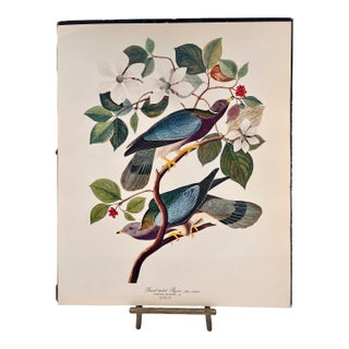 1964 Audubon Folio Lithograph Great Bird Paintings – “Band Tailed Pigeon” 17x14 For Sale
