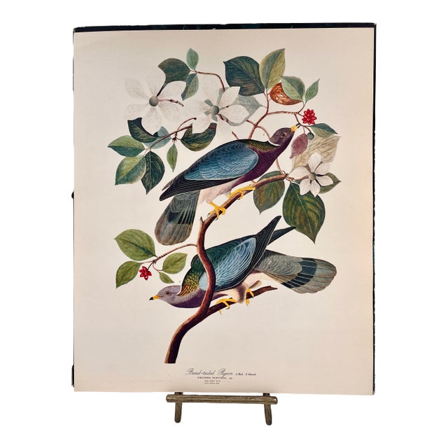 1964 Audubon Folio Lithograph Great Bird Paintings – “Band Tailed Pigeon” 17x14 For Sale