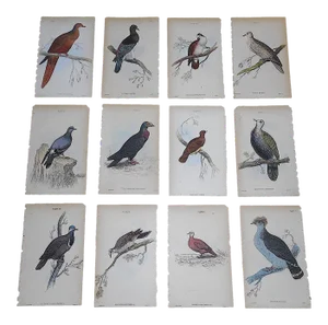 Antique 19th Century Hand-Colored Exotic Bird Engravings - Pigeons - Set of 12