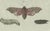 Paper Butterfly Prints, 1780, Paper, Set of 2 For Sale - Image 7 of 10