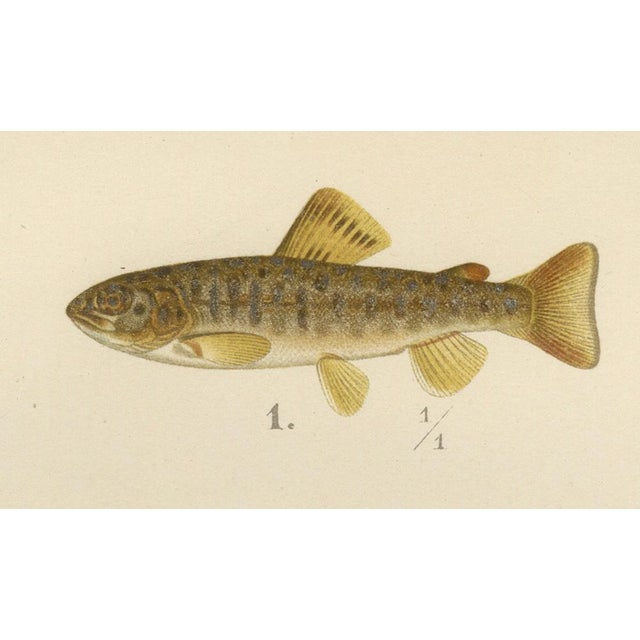 Late 19th Century Brown Trout Diversity in Scandinavian Waters, 1895, Paper For Sale - Image 5 of 10