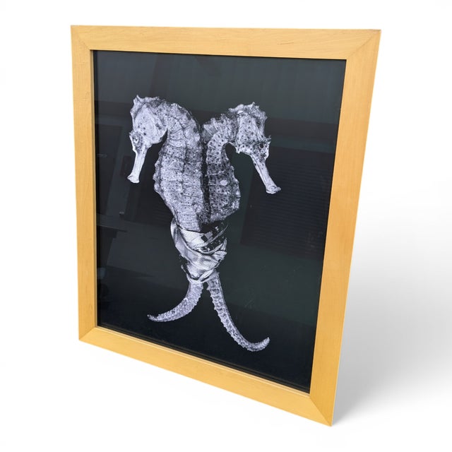 Contemporary 2010 Contemporary Seahorse Digital C-Print, Candomble Series, Edition 1/25, by Christian Gaul, Framed For Sale - Image 3 of 10