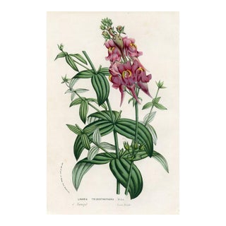 1877, Toadflax Botanical Print From Flore Des Serres, Belgium, Antique Lithograph Print For Sale