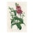 1877, Toadflax Botanical Print From Flore Des Serres, Belgium, Antique Lithograph Print For Sale