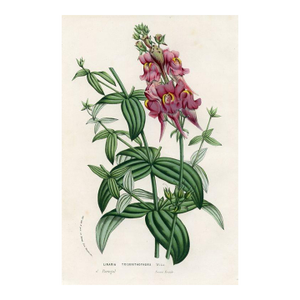 1877, Toadflax Botanical Print From Flore Des Serres, Belgium, Antique Lithograph Print